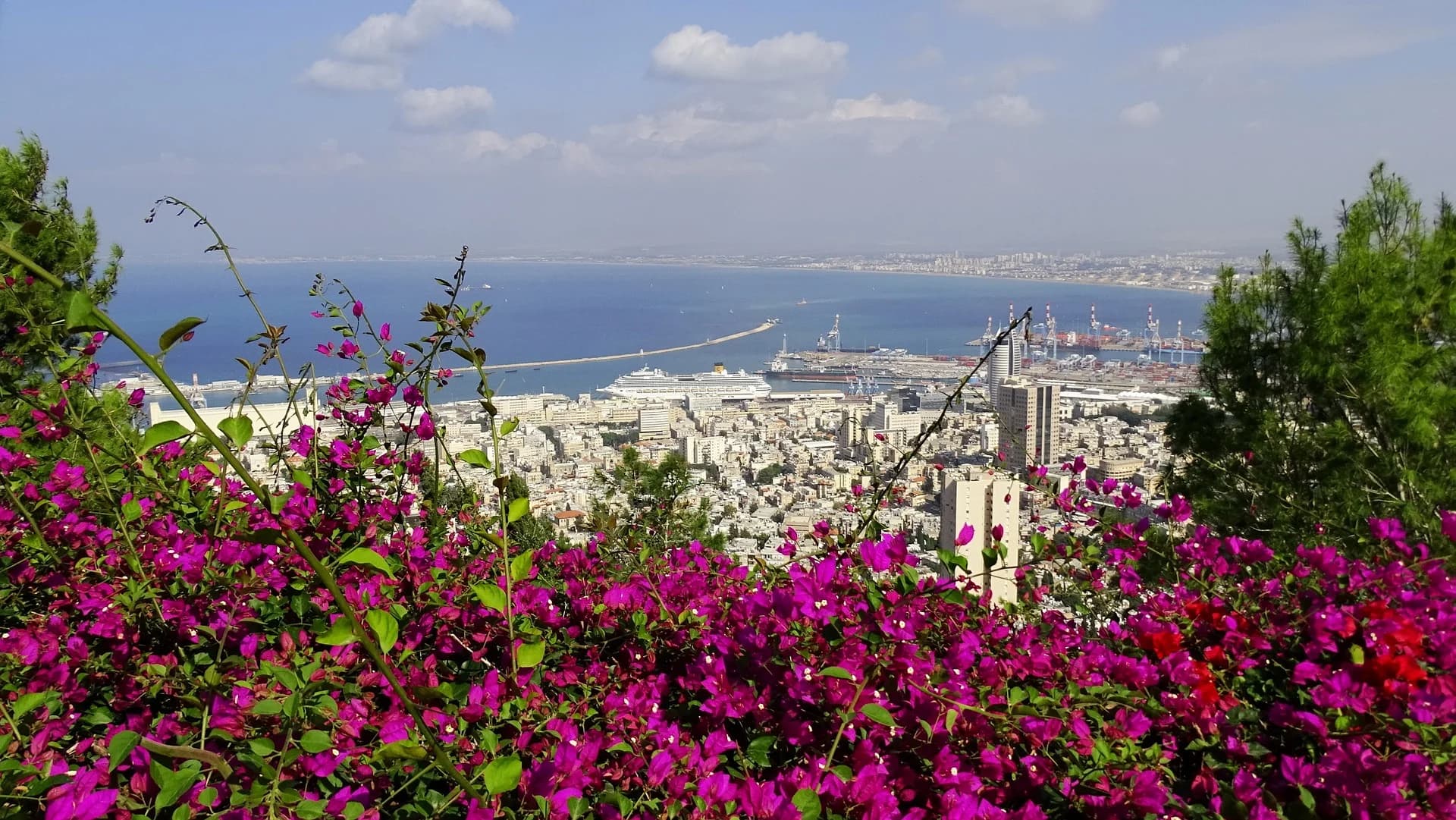 The bay at Haifa seen through flowering bougainvillea